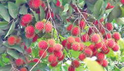 rambutan-02