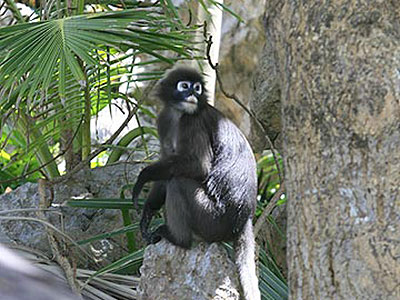 쐶̉FDusky Langur^AgCm iKN[Y