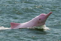 pink-dolphin-01