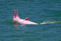 pink-dolphin-02